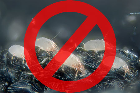Dust Mite Free Zone